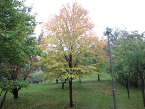 噴水広場横のカツラの木の紅葉