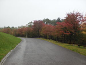 新桜並木の紅葉