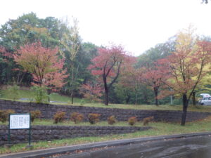 第２駐車場の紅葉