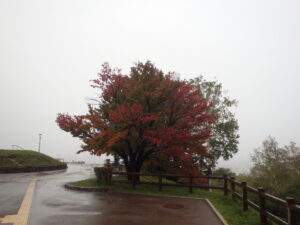 展望台の一本桜の紅葉