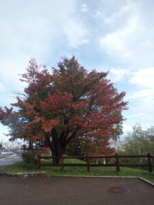 展望台の一本桜の紅葉