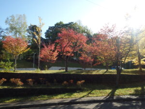 第２駐車場の紅葉