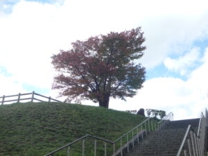 レストハウス横の階段の下から見た、展望台の一本桜の紅葉