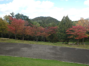 新桜並木と円山の紅葉