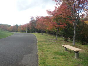 新桜並木の紅葉