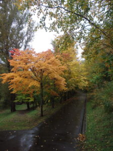 巨木の谷の紅葉