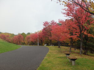 新桜並木の紅葉