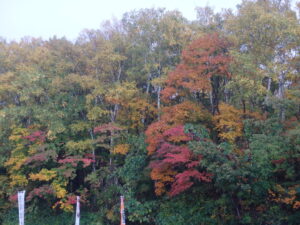 第一駐車場の紅葉