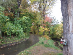 第一駐車場から森の家に向かう散策路の紅葉