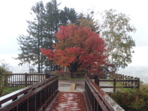 展望広場の一本桜の紅葉