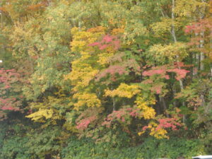 第１駐車場の紅葉