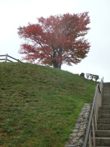 レストハウス横から見た一本桜の紅葉