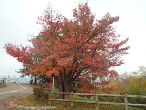 展望台の一本桜の紅葉