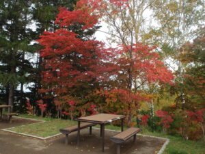 展望台横の木々の紅葉