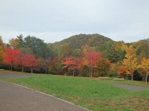 新桜並みの紅葉と円山の紅葉