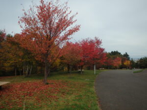 新桜並木の紅葉