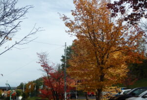 第２駐車場の紅葉