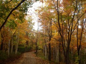 旭山記念公園の紅葉2022年10月17日記念樹の森