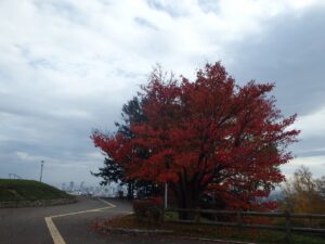 旭山記念公園の紅葉2022年10月17日2展望台一本桜展望台