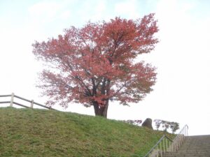 旭山記念公園の紅葉2022年10月17日展望台一本桜1