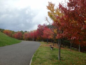 旭山記念公園の紅葉2022年10月17日新桜並木