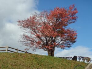 旭山記念公園の紅葉2022年10月19日1展望台一本桜紅葉