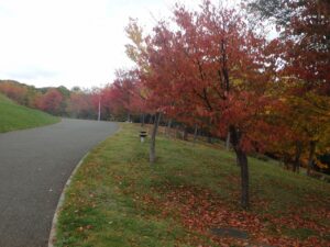 旭山記念公園の紅葉2022年10月19日3新桜並木