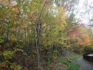 旭山記念公園の紅葉2022年10月19日7ユニバーサル園路