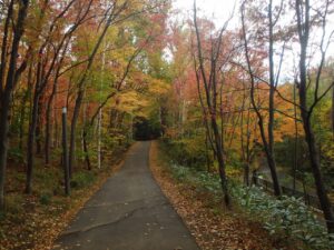 旭山記念公園の紅葉2022年10月19日5紅葉トンネル上り