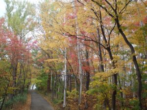 旭山記念公園の紅葉6紅葉トンネル下り