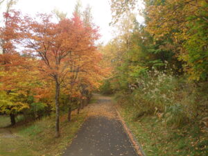 巨木の谷の紅葉