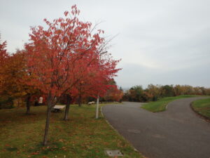 新桜並木の紅葉