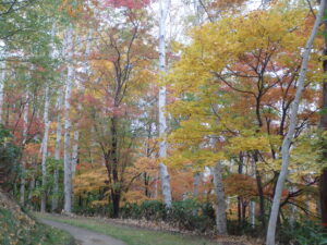 噴水広場横の散策路