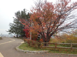展望台の一本桜の紅葉