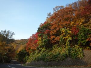 旭山記念公園の紅葉2022年10月22日8第1駐車場入口のヤマモミジ