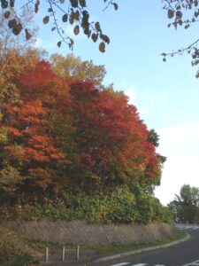旭山記念公園の紅葉2022年10月22日9第1駐車場入口のヤマモミジ