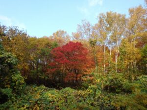 旭山記念公園の紅葉2022年10月22日10いちばんきれいなヤマモミジ
