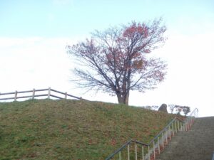 旭山記念公園の紅葉2022年10月22日1展望台一本桜