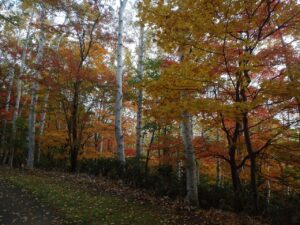 旭山記念公園の紅葉2022年10月22日3噴水広場近く