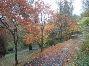 巨木の谷の紅葉