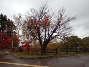 展望台の一本桜の紅葉