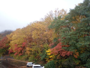 第一駐車場西側の紅葉