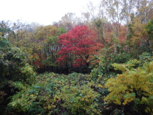 第一駐車場付近の紅葉