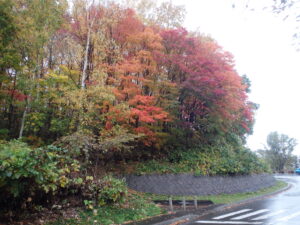 第1駐車場入口の紅葉