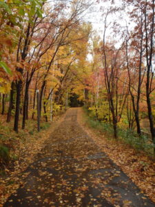 森の家への散策路の紅葉