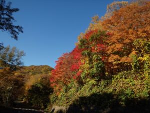旭山記念公園の紅葉2022年10月25日2