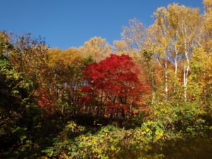 旭山記念公園の紅葉2022年10月25日3