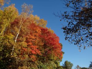 旭山記念公園の紅葉2022年10月25日1