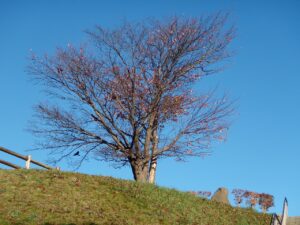 旭山記念公園の紅葉2022年10月25日8