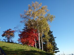 旭山記念公園の紅葉2022年10月25日7